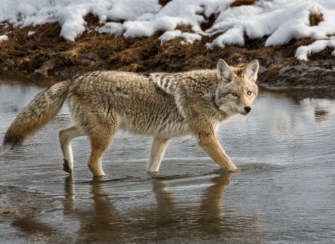 Yellowstone Winter