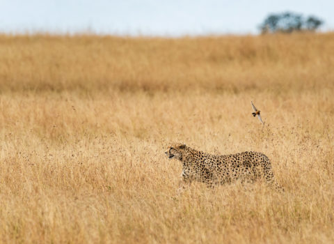 Masai Mara National Reserve