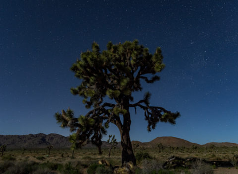 Joshua Tree National Park at Night